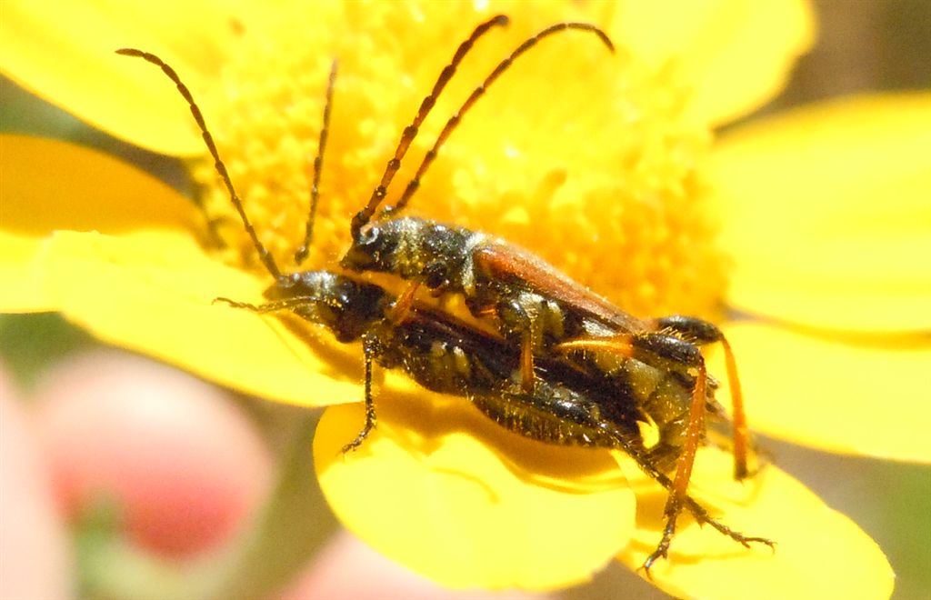 Stenopterus ater